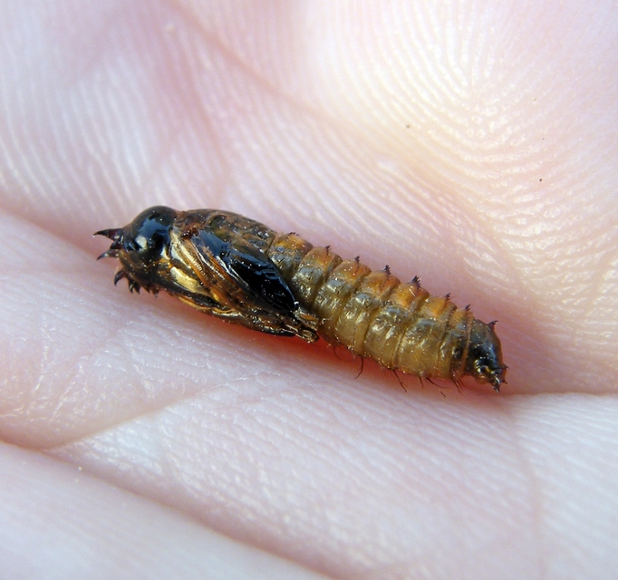Asilidae - rablólégyfélék