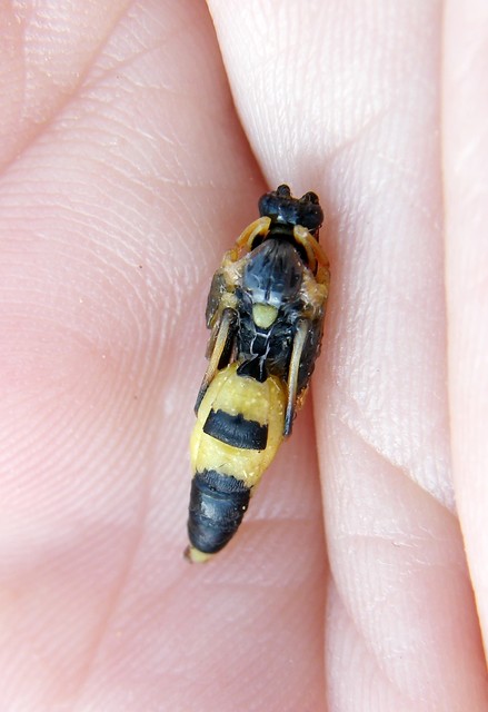 Ichneumoninae