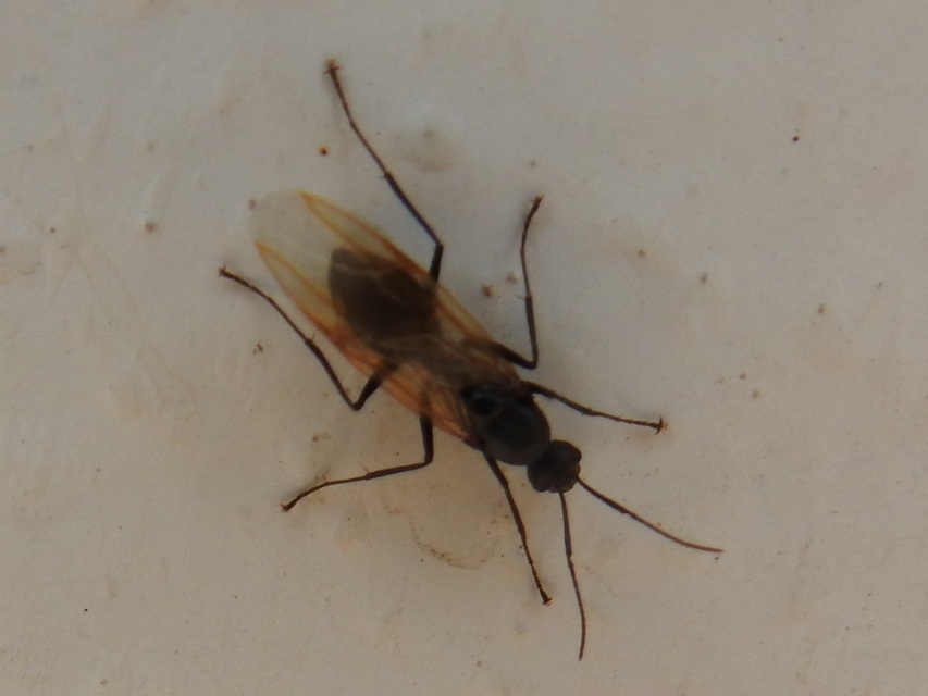Camponotus