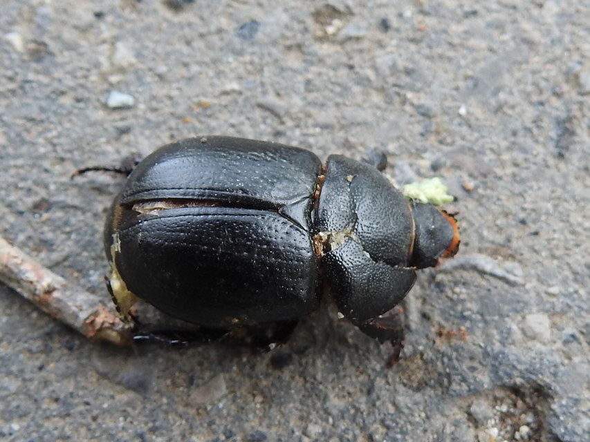 Pentodon idiota - butabogár
