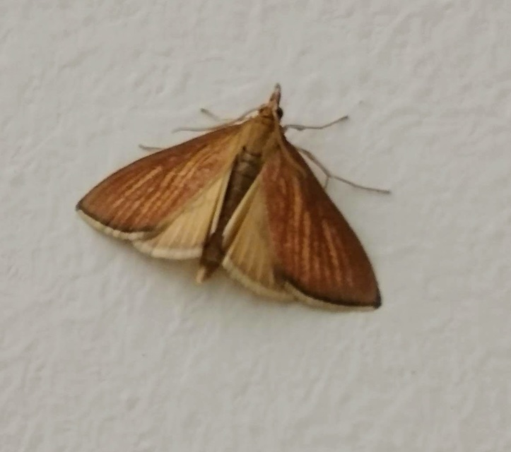 Nascia cilialis - sásrágó tűzmoly