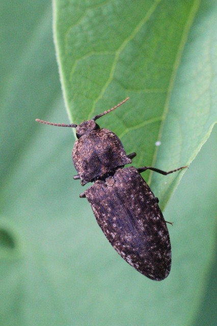 Agrypnus murinus - egérszínű pikkelyespattanó