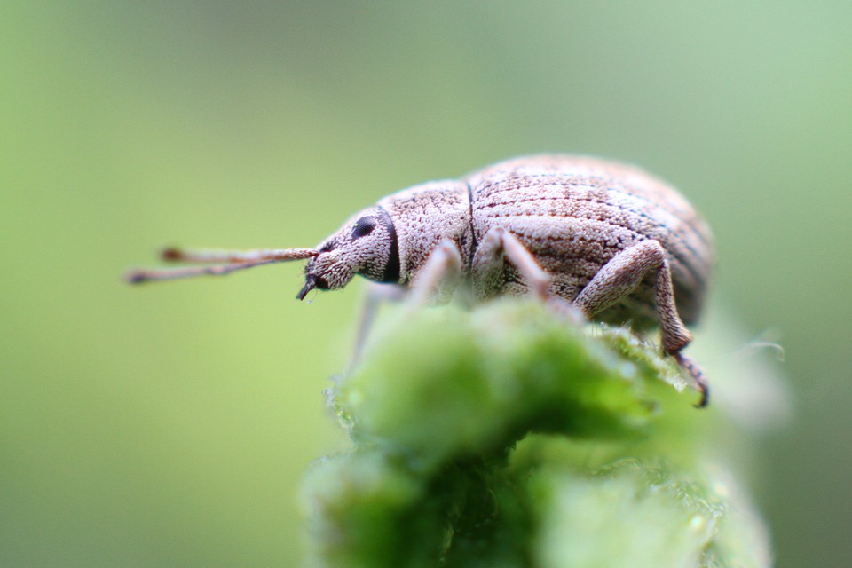 Peritelus familiaris - nagy kendermagbogár