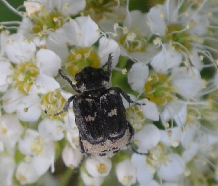 Valgus hemipterus - suta virágbogár