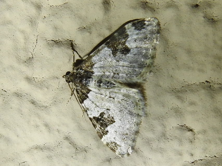 Xanthorhoe fluctuata - közönséges tarkaaraszoló