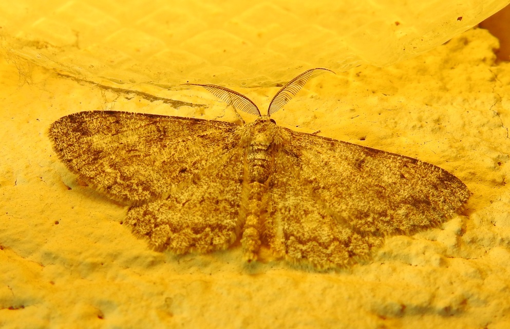 Hypomecis punctinalis - pettyes faaraszoló