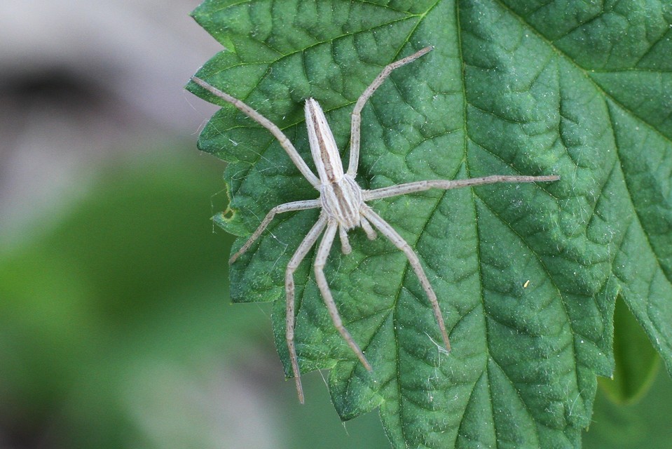 Tibellus