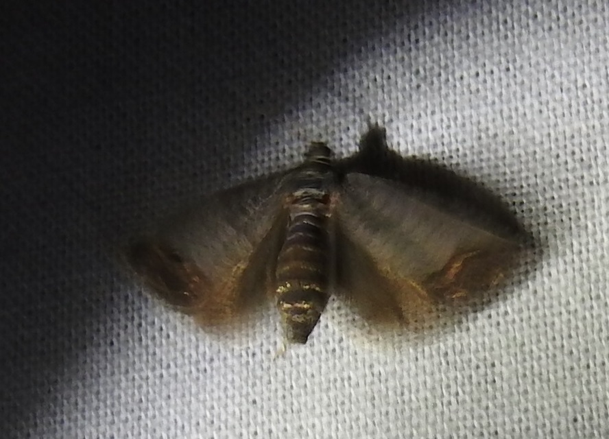 Cydia pomonella - almamoly