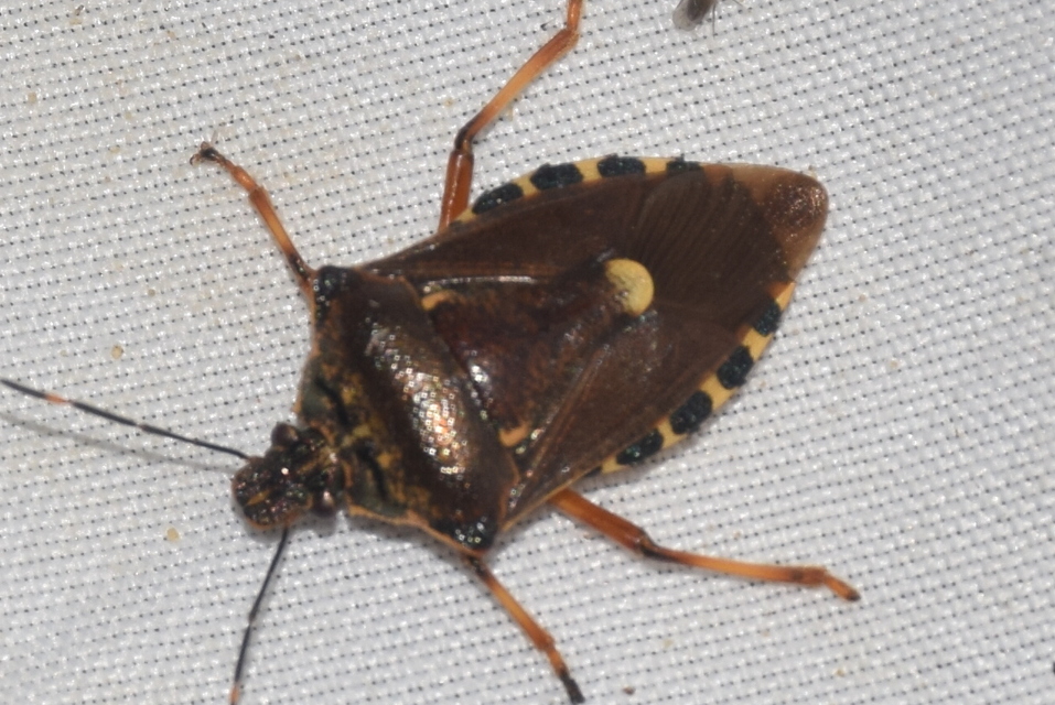 Pinthaeus sanguinipes Pinthaeus sanguinipes