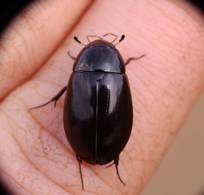 Hydrochara caraboides - kis csibor