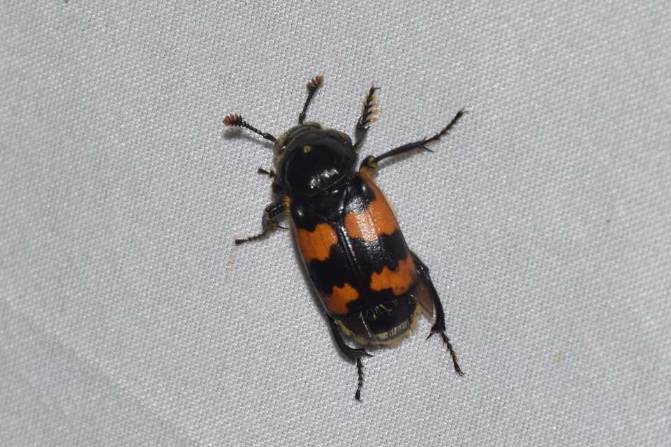 Nicrophorus vespillo - közönséges temetőbogár