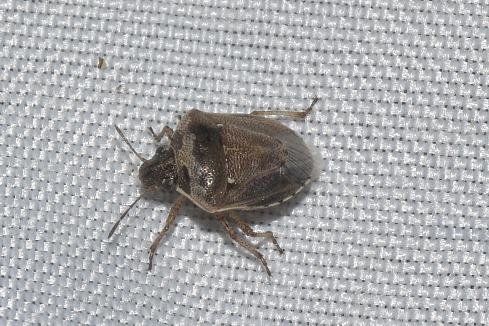 Eysarcoris ventralis - fakó feketefejű-poloska Eysarcoris ventralis - fakó feketefejű-poloska