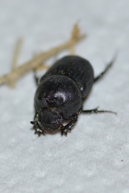 Onthophagus vitulus - ürgevendég trágyatúró