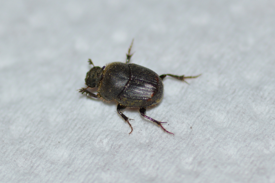 Onthophagus furcatus - villás trágyatúró