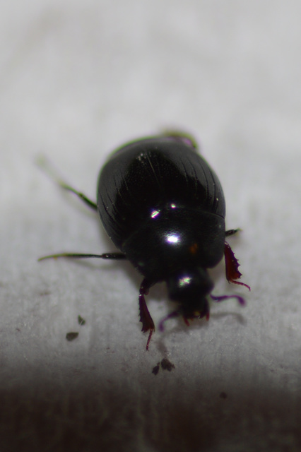 Histeridae - sutabogárfélék