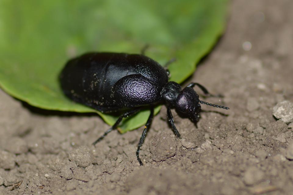 Meloe scabriusculus - érdes nünüke