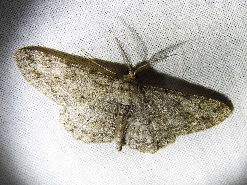 Hypomecis punctinalis - pettyes faaraszoló