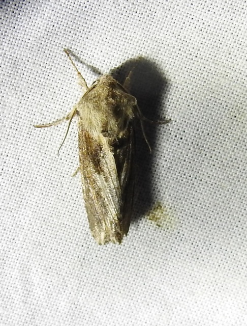 Egira conspicillaris - változékony szürkebagoly