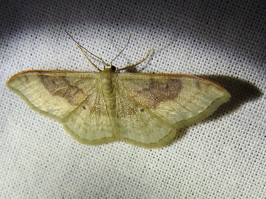 Idaea degeneraria - barnasávos araszoló