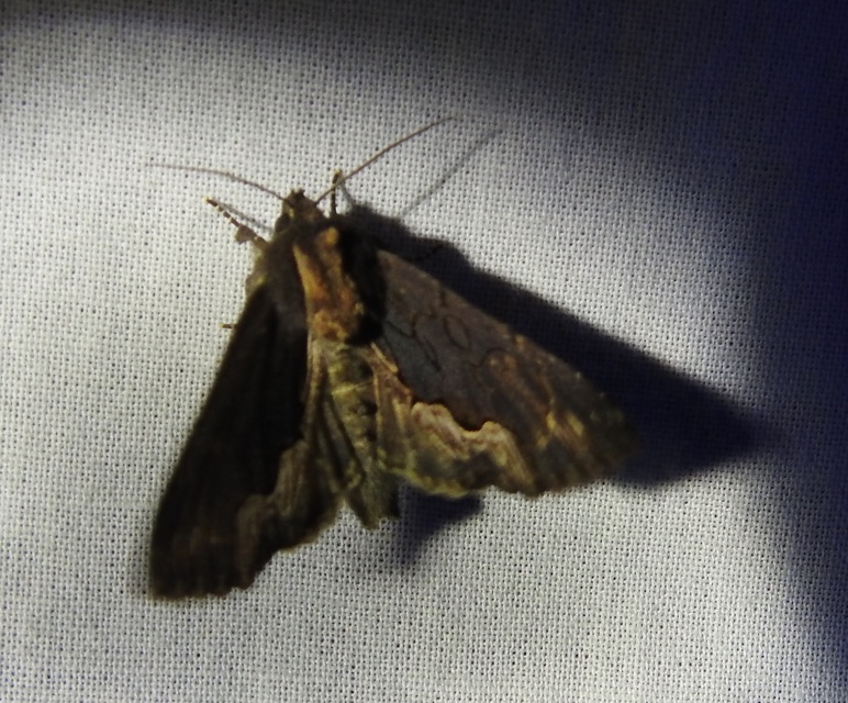 Dypterygia scabriuscula - szurokbarna nyáribagoly