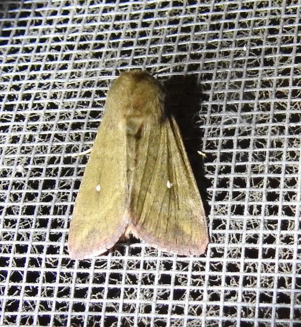 Mythimna albipuncta - fehérpettyes rétibagoly
