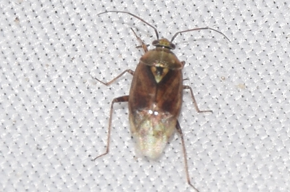 Lygus rugulipennis - molyhos mezeipoloska