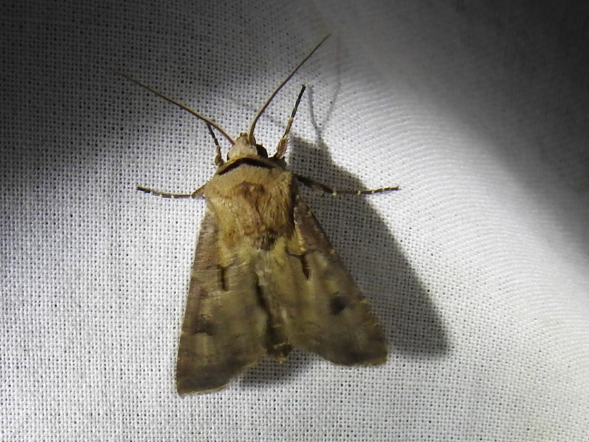 Agrotis exclamationis - felkiáltójeles földibagoly