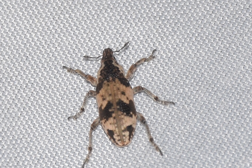 Bothynoderes affinis - sávos barkó