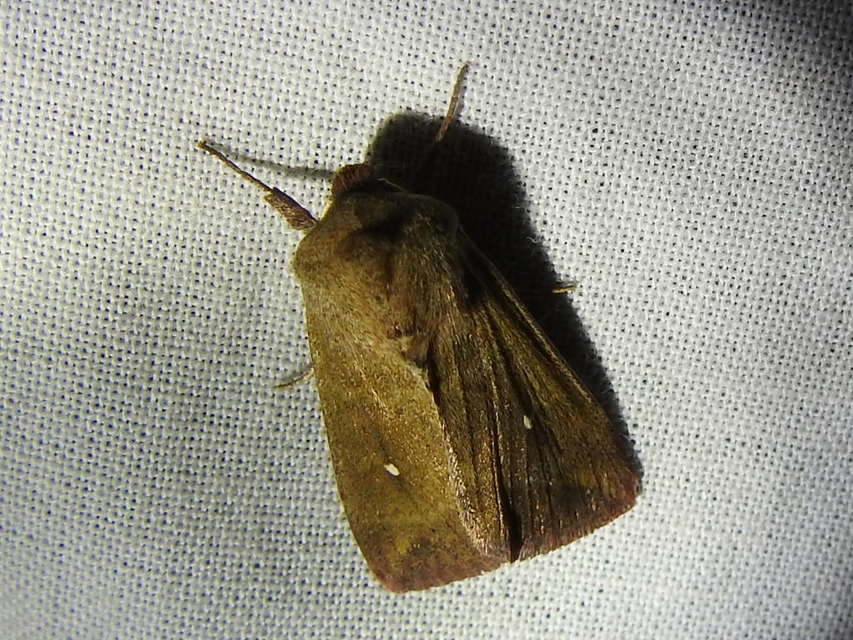 Mythimna albipuncta - fehérpettyes rétibagoly