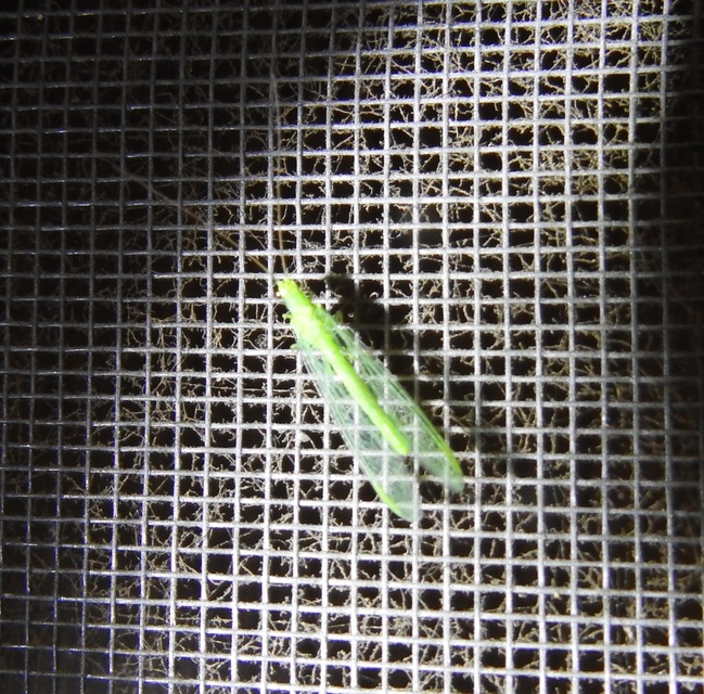 Chrysopidae - zöldfátyolkák