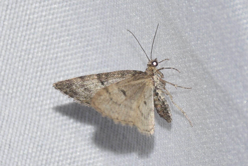 Eupithecia dodoneata - tölgy-törpearaszoló