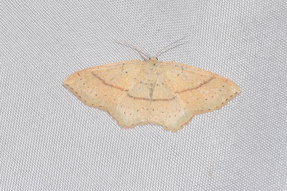 Cyclophora punctaria - sávos pettyesaraszoló