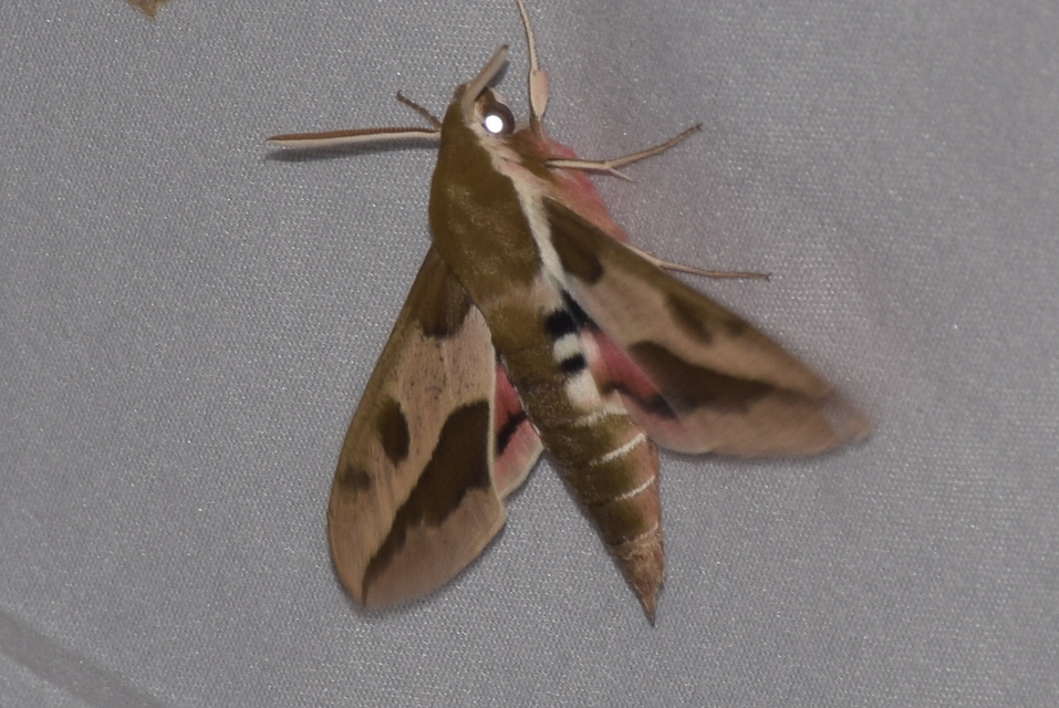 Hyles euphorbiae - kutyatejszender