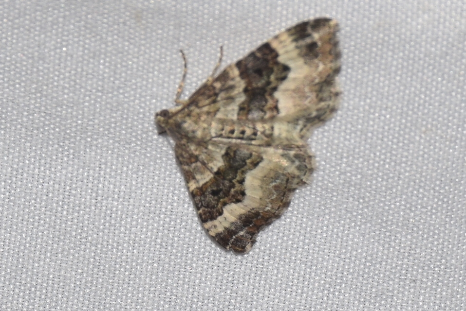 Epirrhoe alternata - galaj-tarkaaraszoló