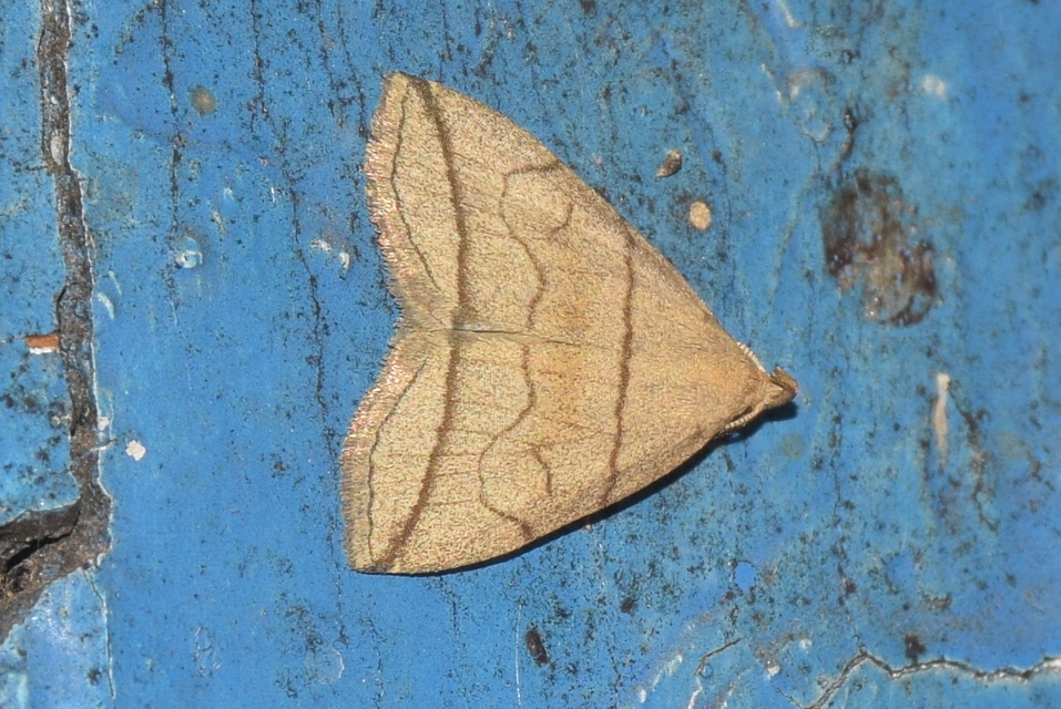 Herminia grisealis - ligeti karcsúbagoly