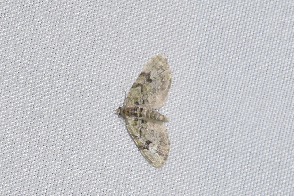 Chloroclystis v-ata - zöldes törpearaszoló