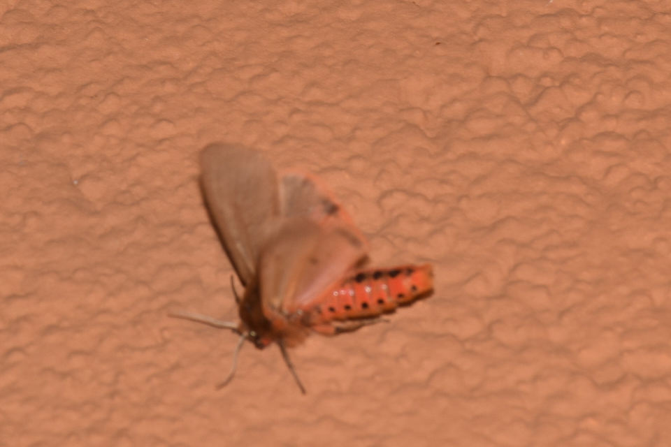 Phragmatobia fuliginosa - füstös medvelepke