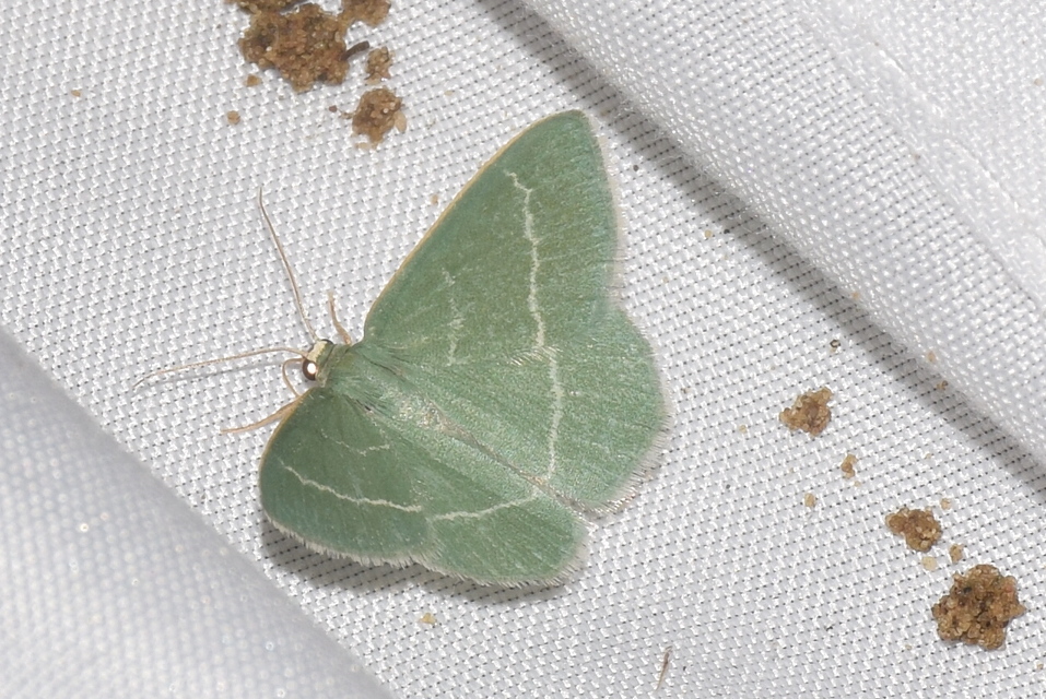 Chlorissa viridata - üdezöld araszoló