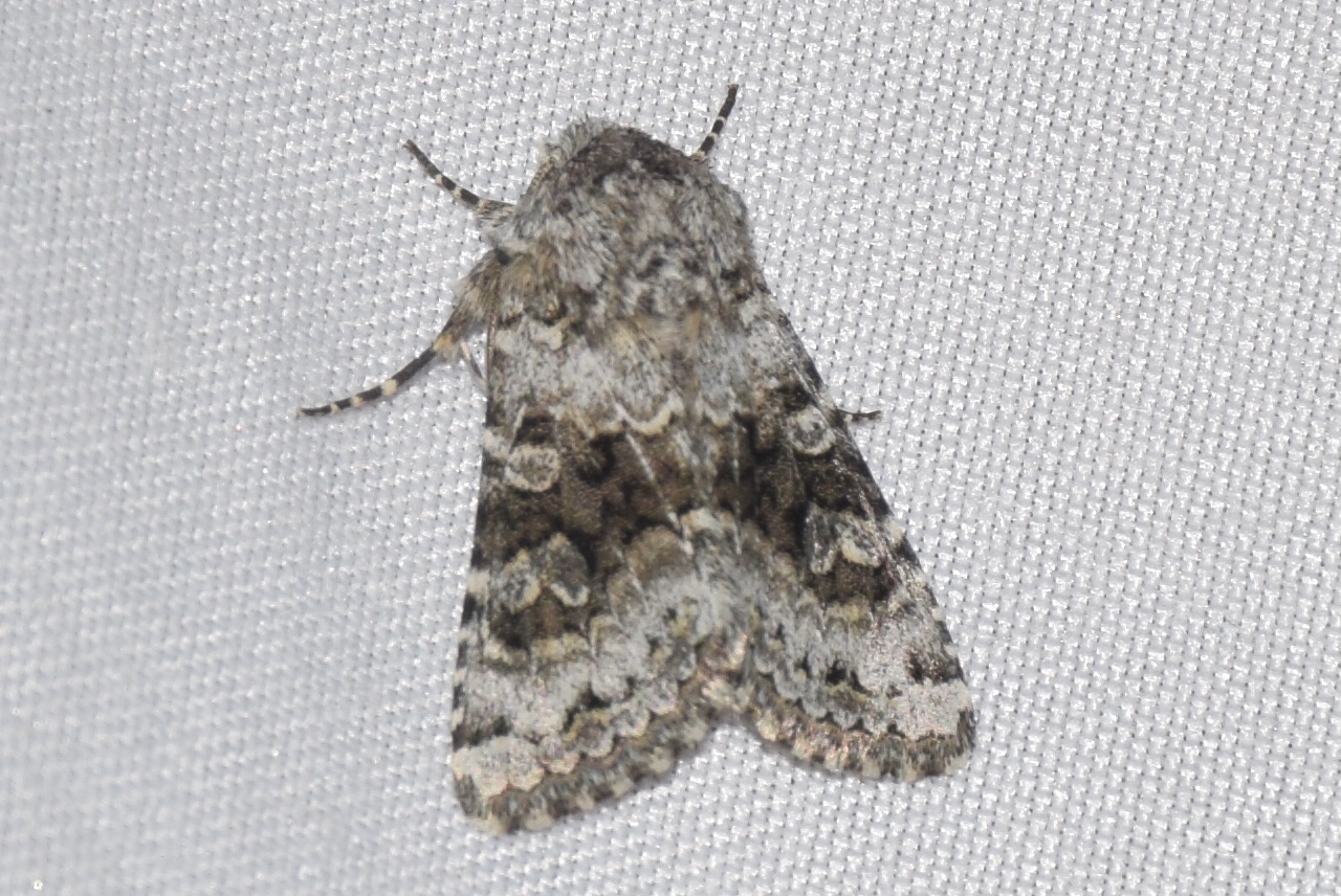 Hecatera bicolorata - világos kertibagoly