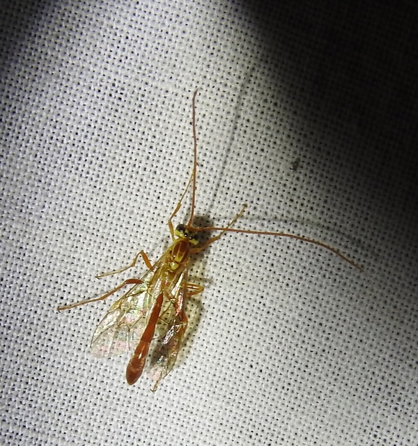 Ophion obscuratus