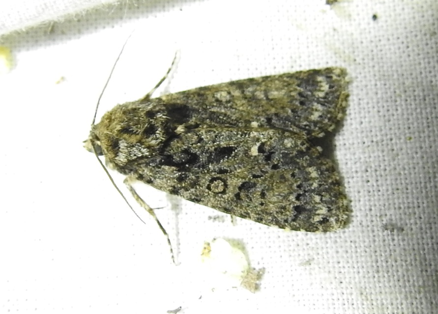 Acronicta rumicis - sóska-szigonyosbagoly