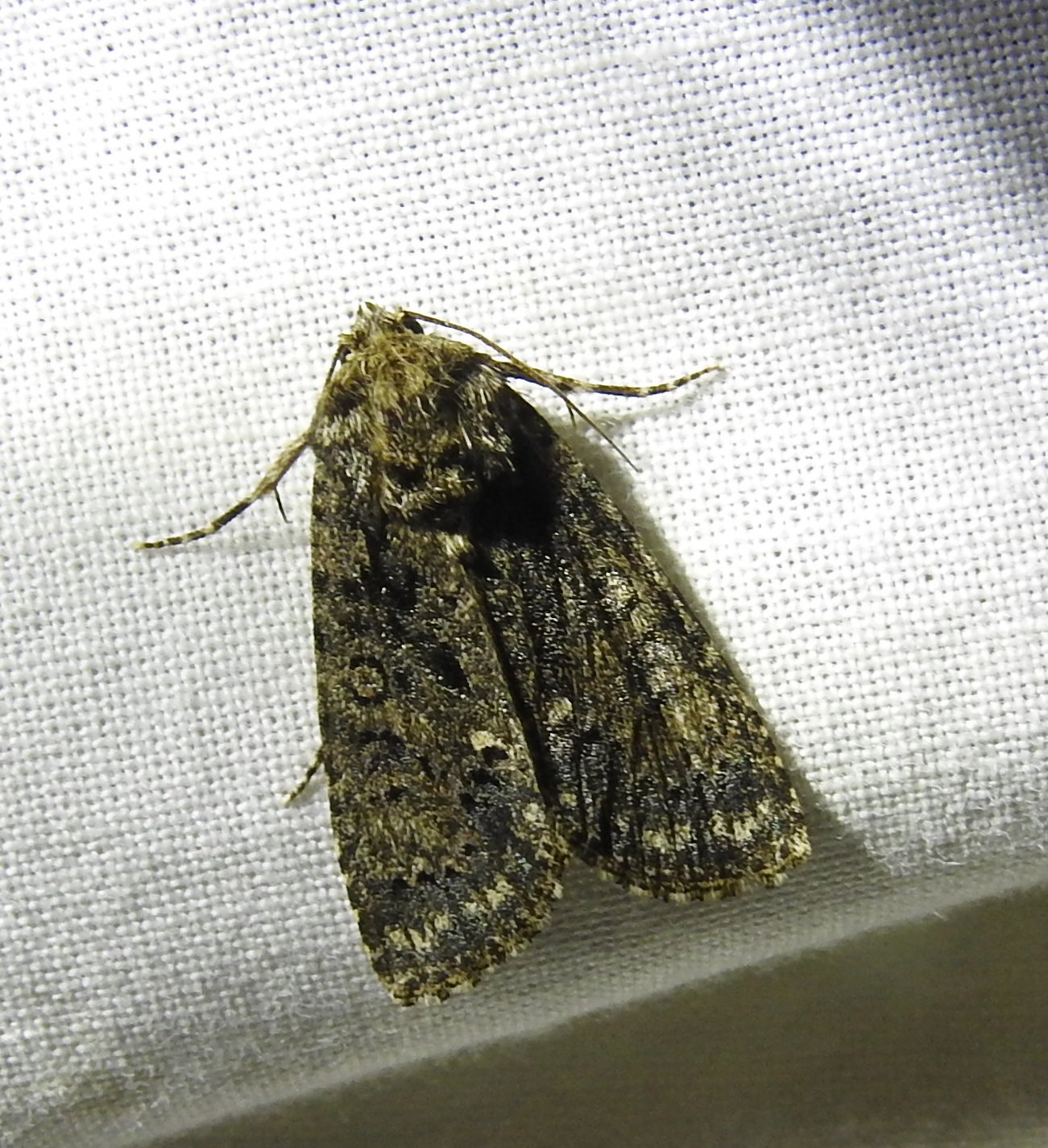 Acronicta rumicis - sóska-szigonyosbagoly