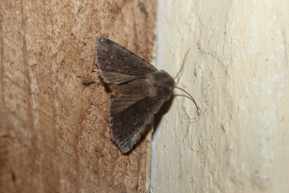 Cerastis rubricosa - vörhenyes tavaszibagoly