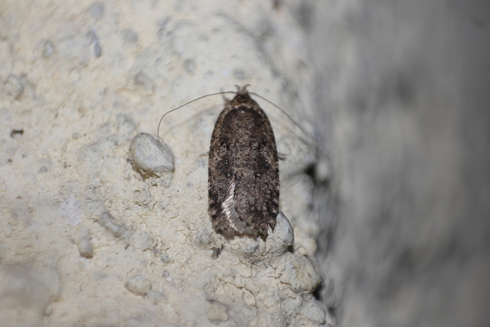 Agonopterix
