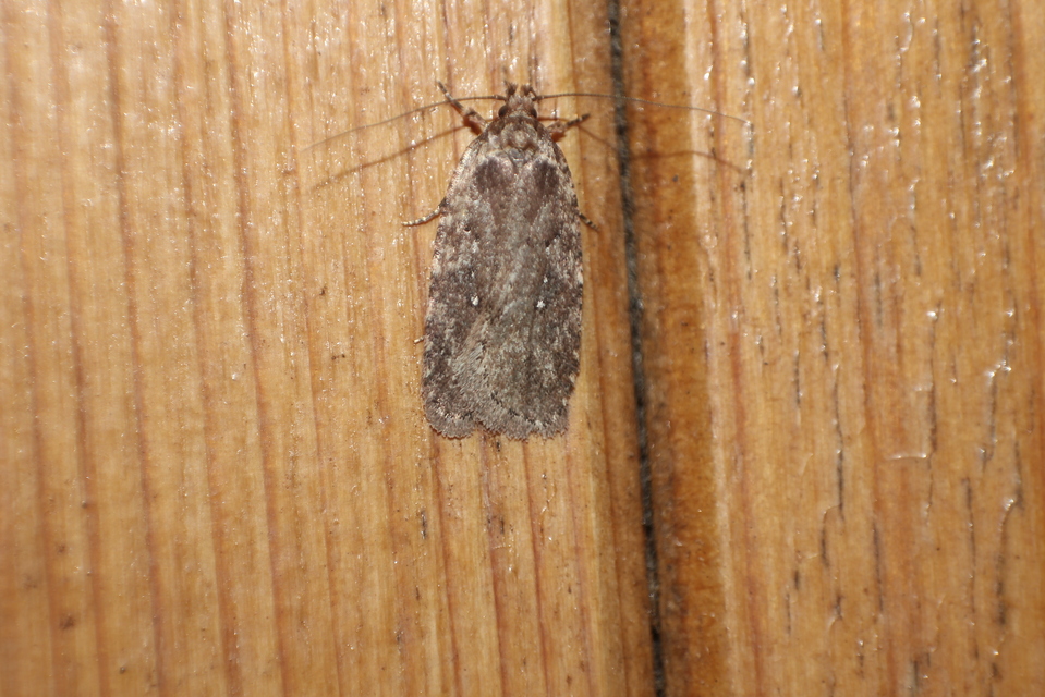 Agonopterix