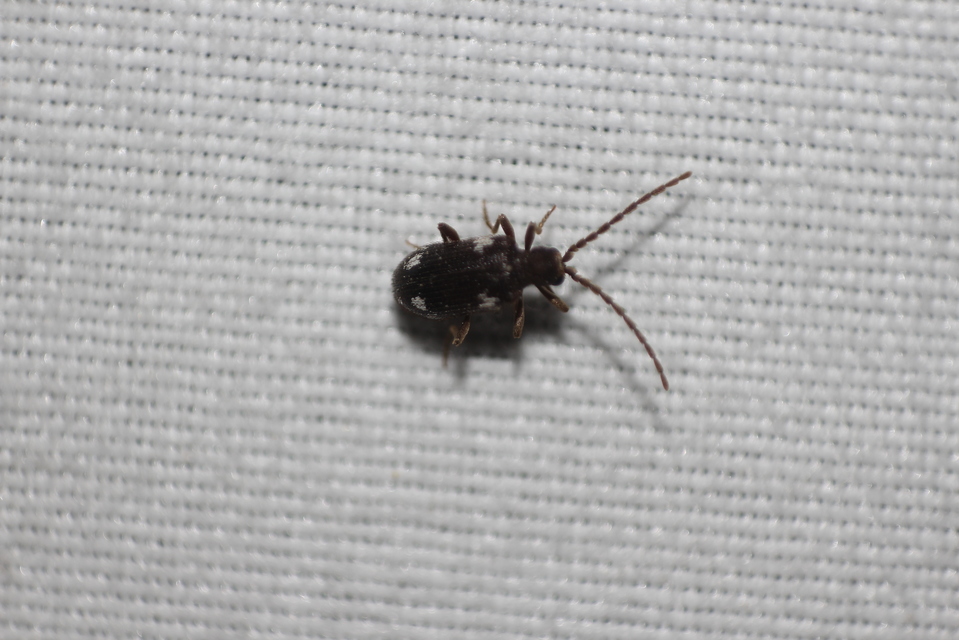 Ptinus