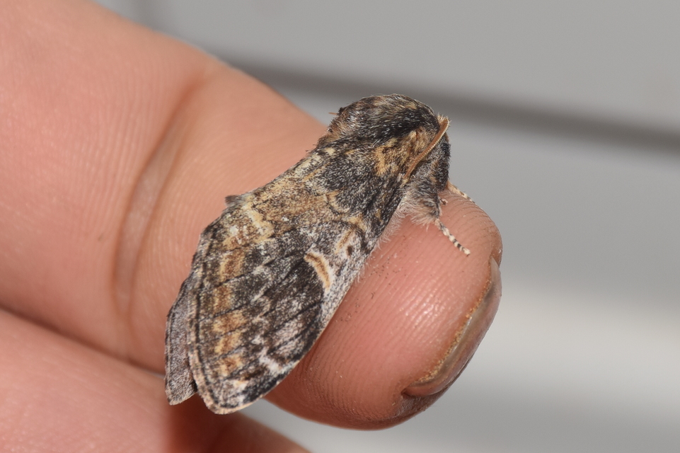 Notodonta tritophus - tarajos púposszövő
