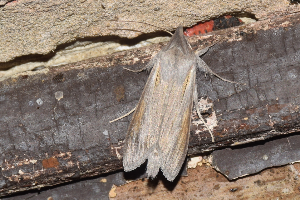 Cucullia balsamitae - homoki csuklyásbagoly