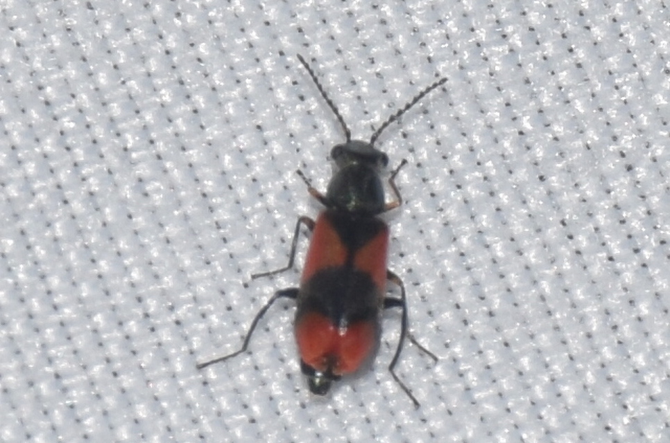 Anthocomus equestris - kétszínű bibircsesbogár