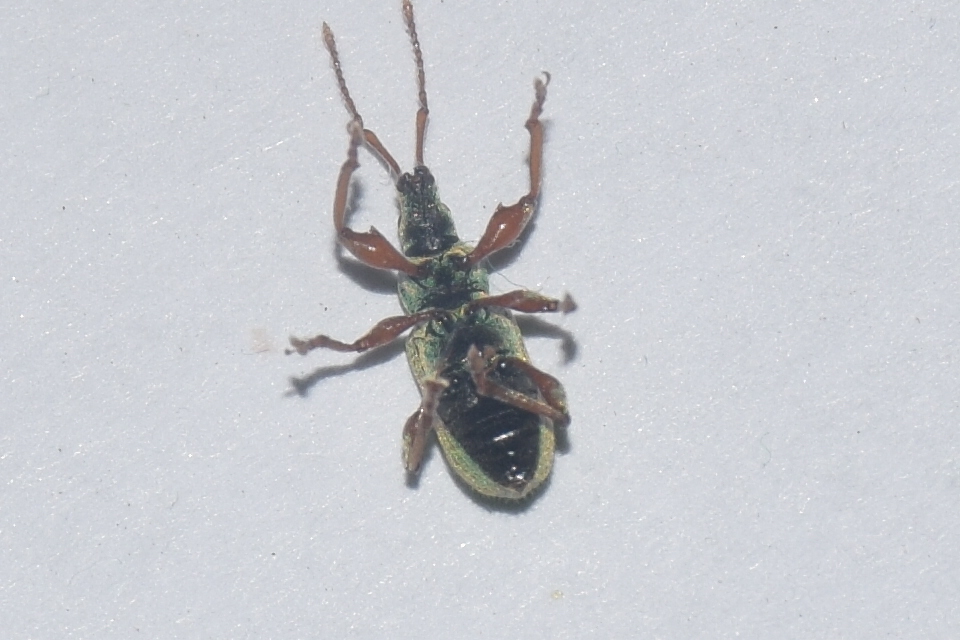 Phyllobius argentatus - ezüstös levélormányos